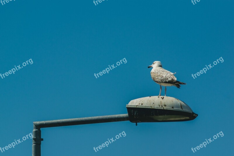 Gull Light Poles Street Lighting Birds Water