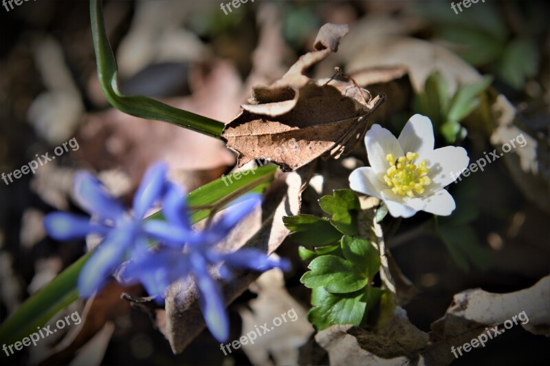 Flower Forest Foliage Spring Faye