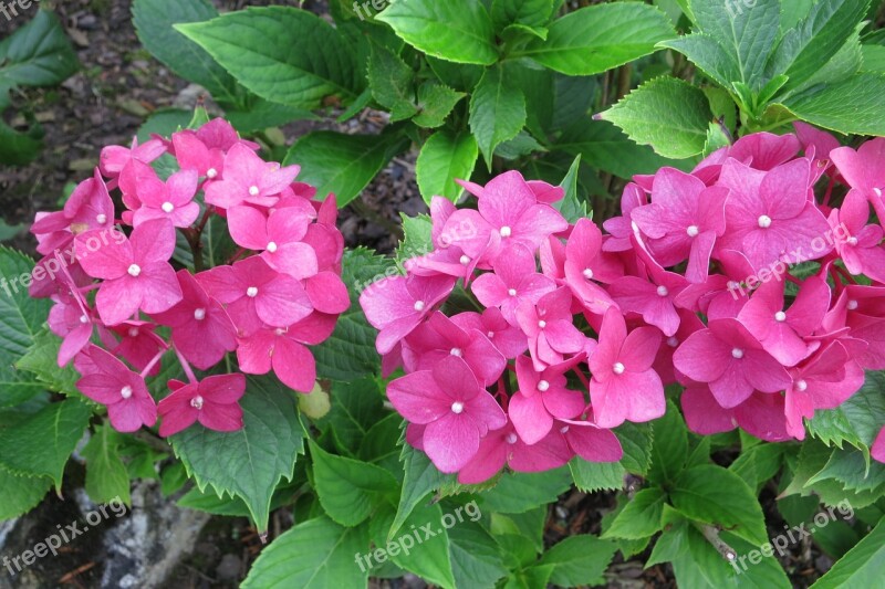 Hydrangeas Flowers Pink Free Photos