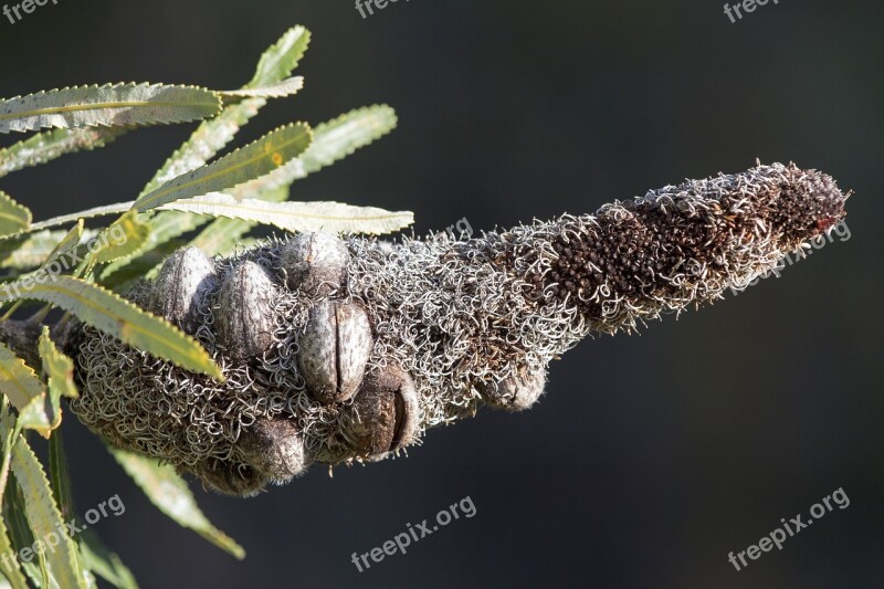 Banksia Plant Flower Australia Botany