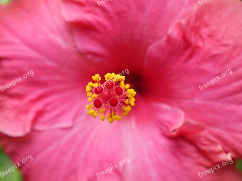 Hibiscus Flower Spring Tropical Nature