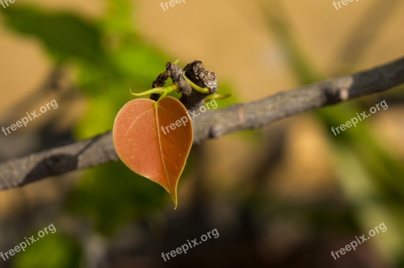 Natural Germ Young Leaves Emotion Leaves Heart-shaped