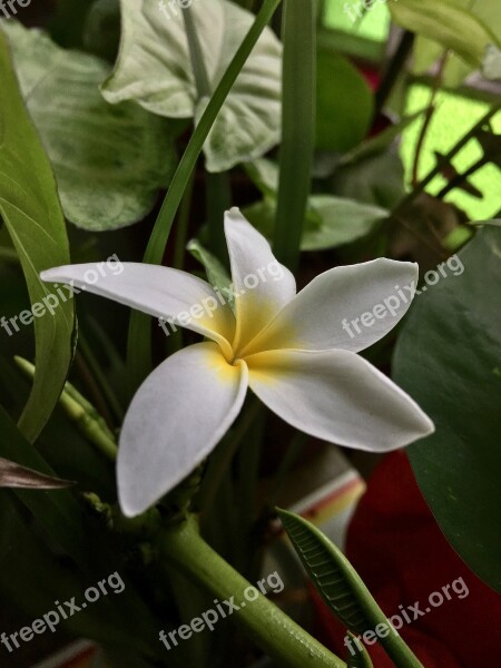 White Flower White Petals Flower Petals Nature