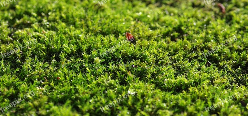 Moss Green The Background Substrate Forest