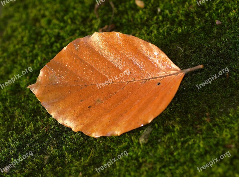 Leaf Beech Yellow Orange Moss