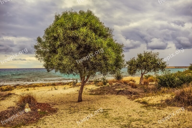 Tree Dunes Sea Beach Nature