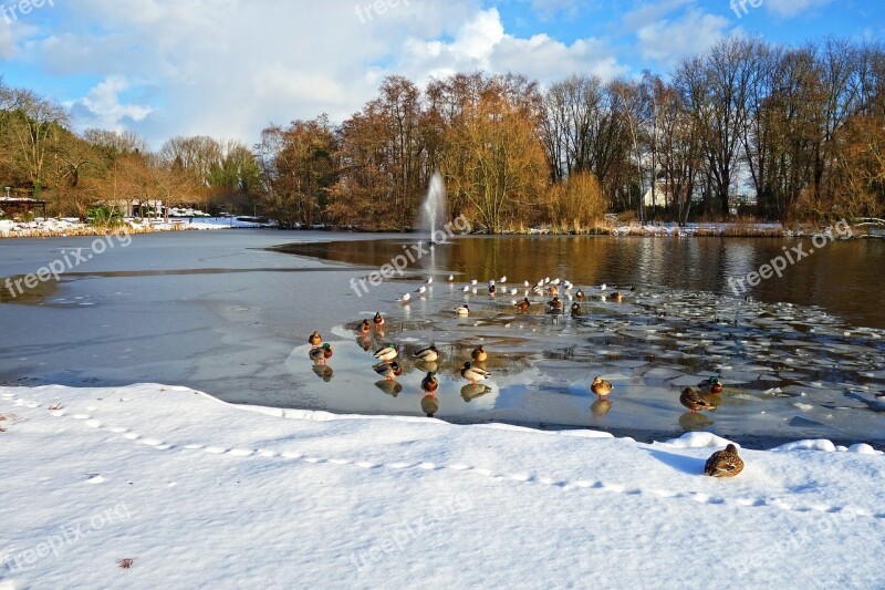 Ducks Birds Pond Frozen Ice