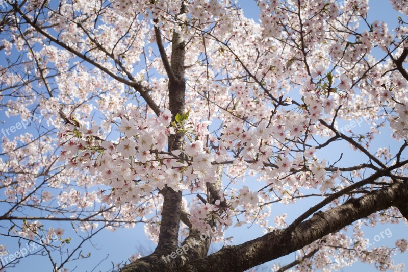 Sakura Japan Spring Flower Pink