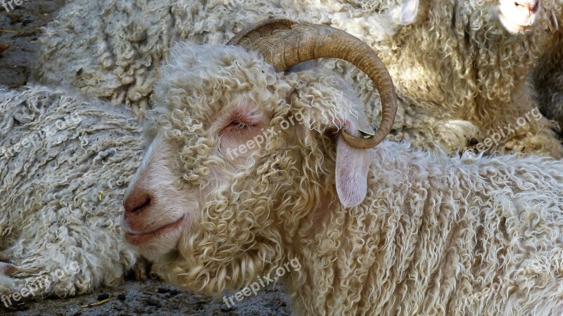 Animals Pets Portrait Of Animals Sheep Head