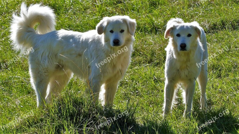 Animals Dogs Patou Des Pyrénées Domestic Animal Big Dog