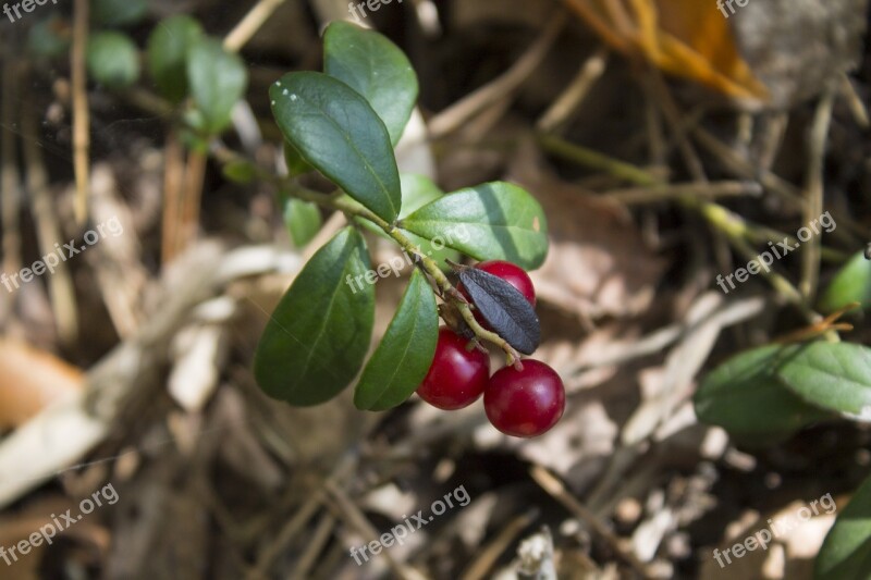 Cranberries Forest Berry Forest Berries Free Photos