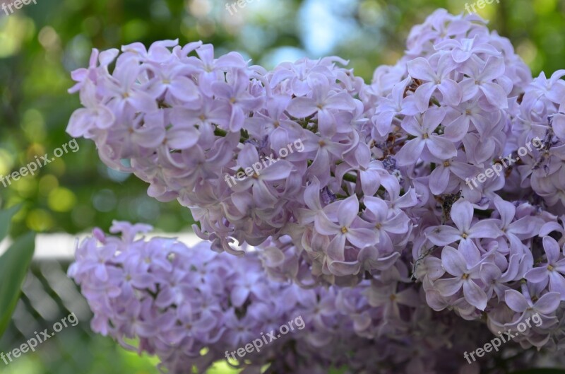 Flowers Lilacs Spring Purple Blossom