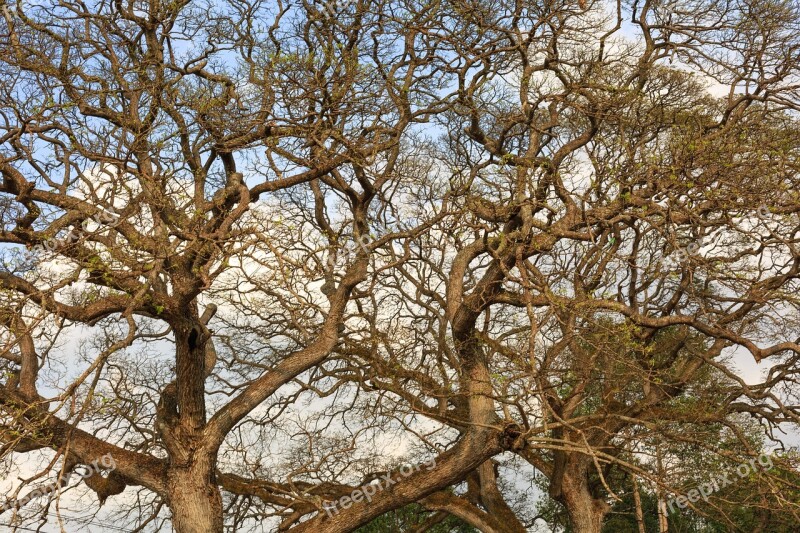 The Dry Tree Mùathu Sky Green Twigs