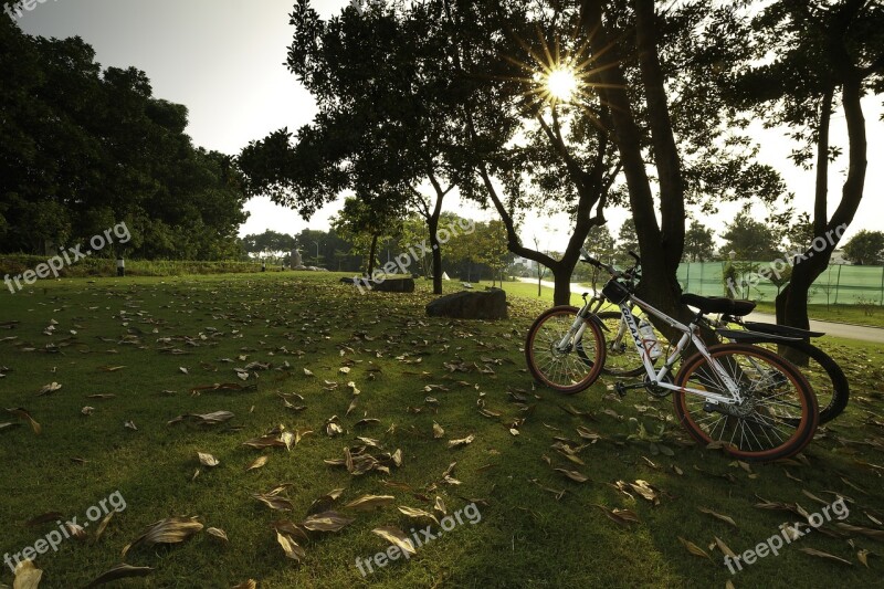 Mùathu Yellow Leaves Lonely Alone There