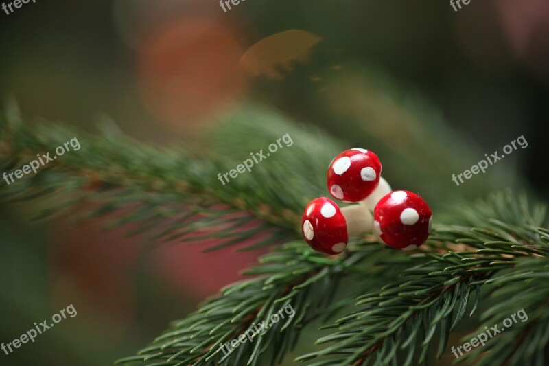 Christmas Fir Tree Fir Green Decoration Christmas Time