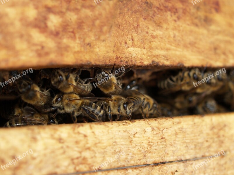 Insect Bee Close Up Nature Honey Bee