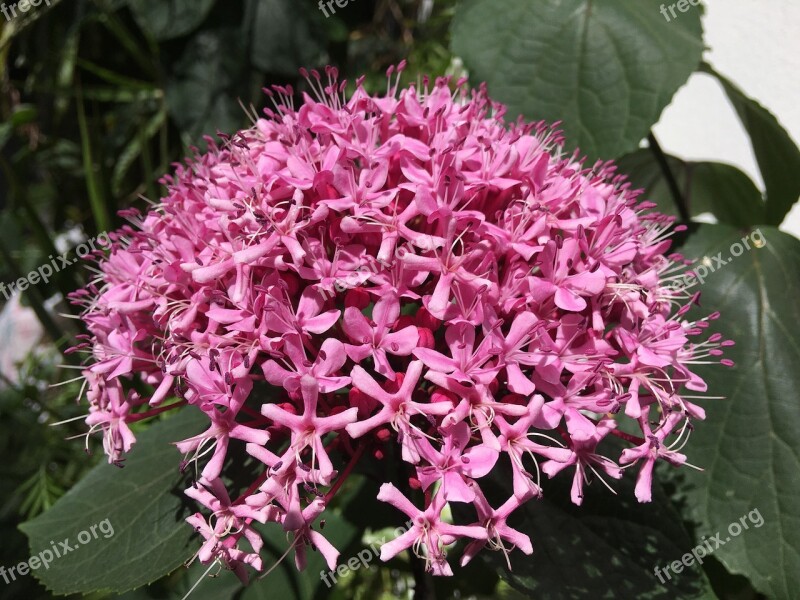 Pistils Pink Flowers Flower Flowers Stamens