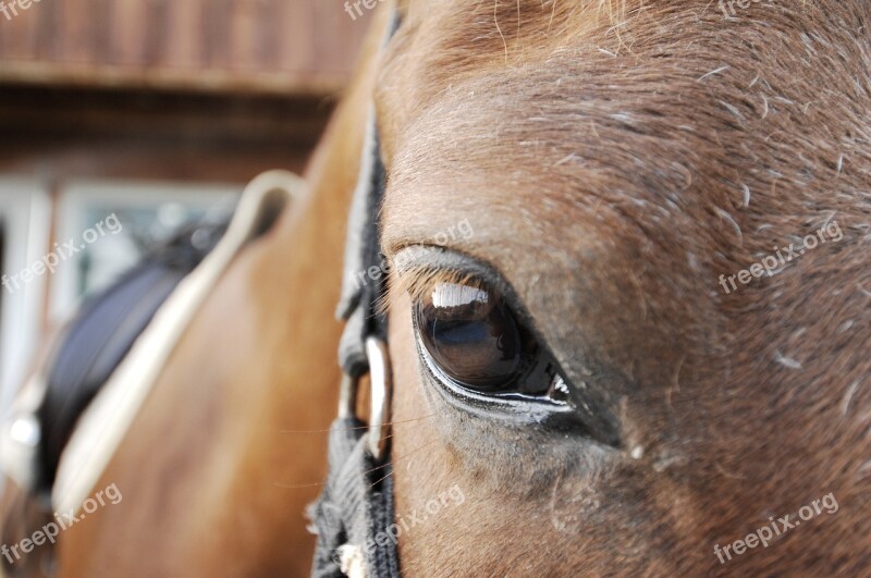 Horse Horse Eye Close Up Beautiful Gentle