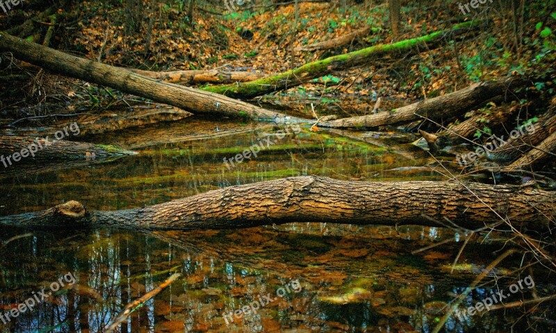 Broken Trees Wood Stack Tree Trunk