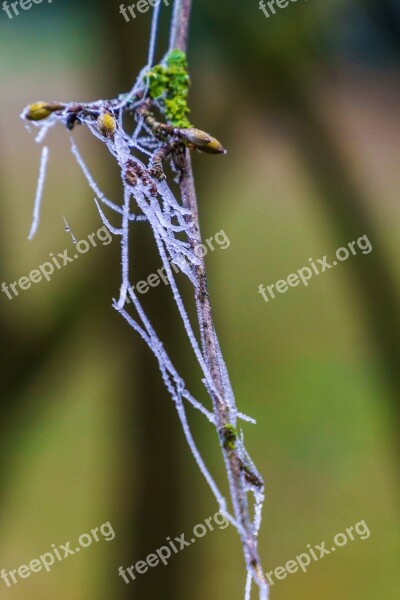 Frost Dew Branch Drop Of Water Cold