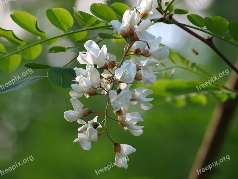 Bush Blossom Bloom Spring Nature