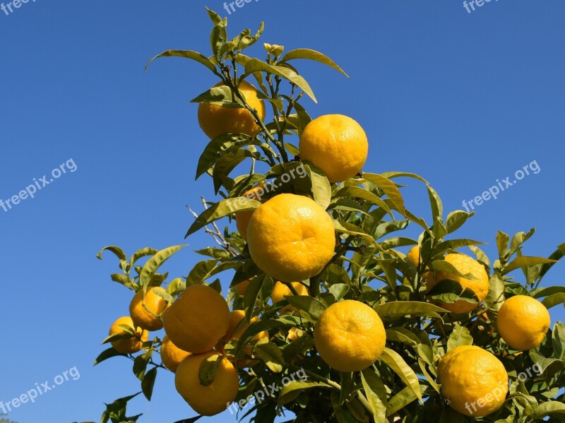 Bitter Orange Citrus Fruit Healthy Food