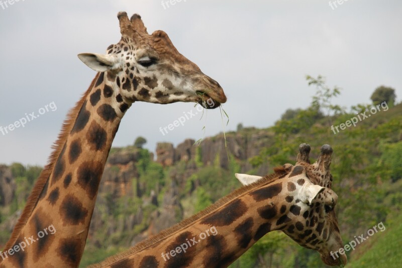 Animals Giraffes Nature Africa Fauna