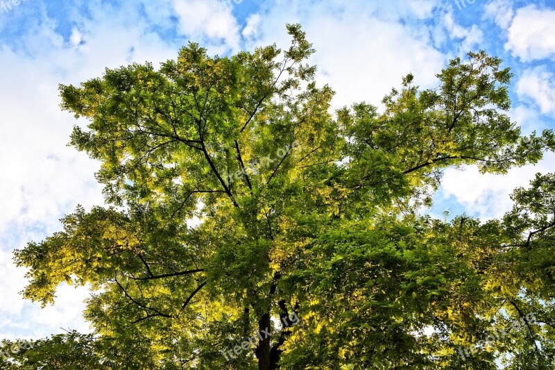 Tree Top Crown Tree Foliage Leaves