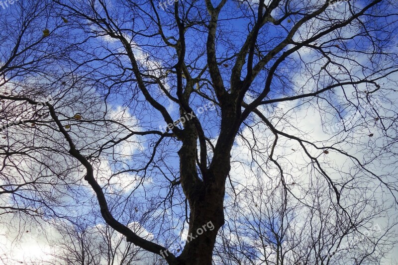 Tree Top Tree Branch Silhouette Gnarled