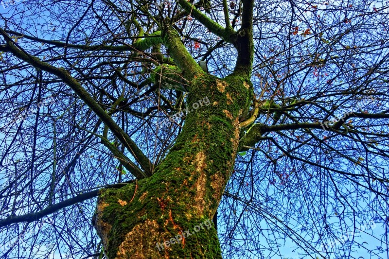 Tree Top Trunk Tree Trunk Moss Bark