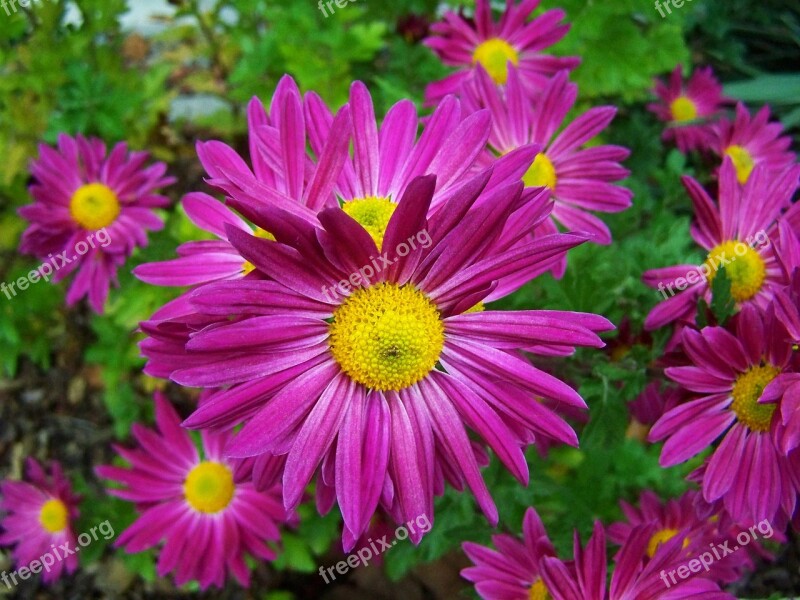 Chrysanthemum Fall Flowers Flower Garden Free Photos