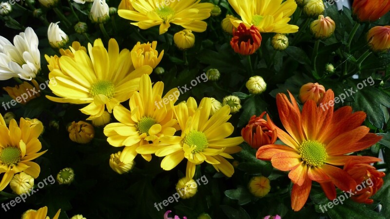 Asters Flower Colorful Bed Flowers