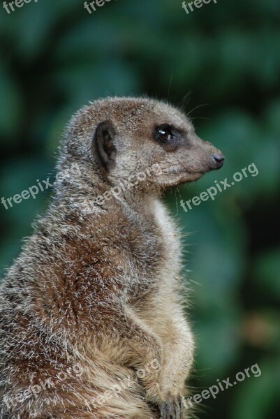 Zoo Nature Mammal Cute Meerkat