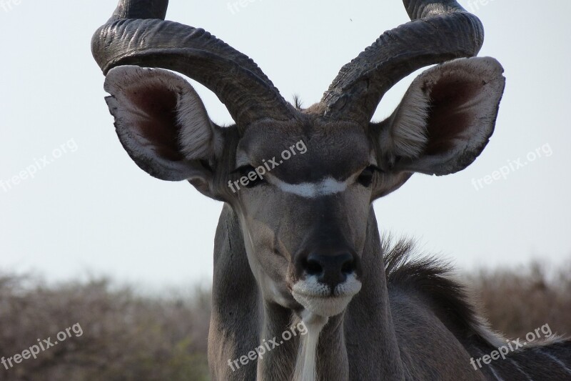 Kudu Africa Animal Free Photos