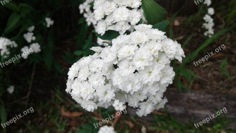 Flower White A Flower Beautiful Port Spring