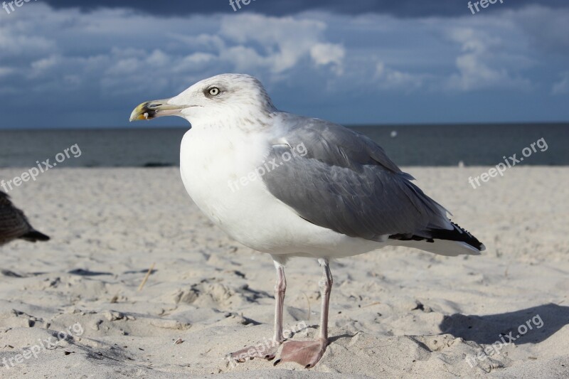 Gull Seagull Bird Sea Sand Beach