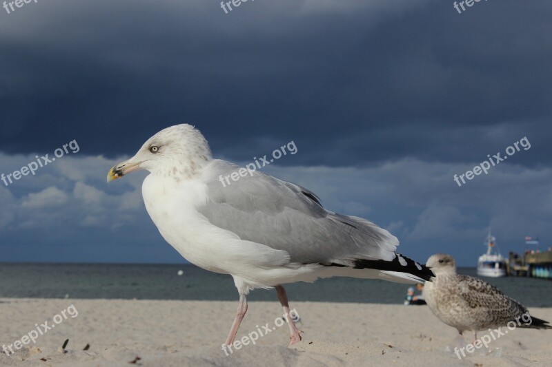 Seagull Beach Sea Baltic Sea Water