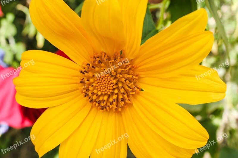 Wild Sunflower Sunflower Wild Flower Wildflower