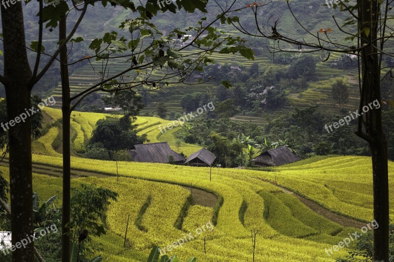 Vietnam Rice Rice Field Kathy Step