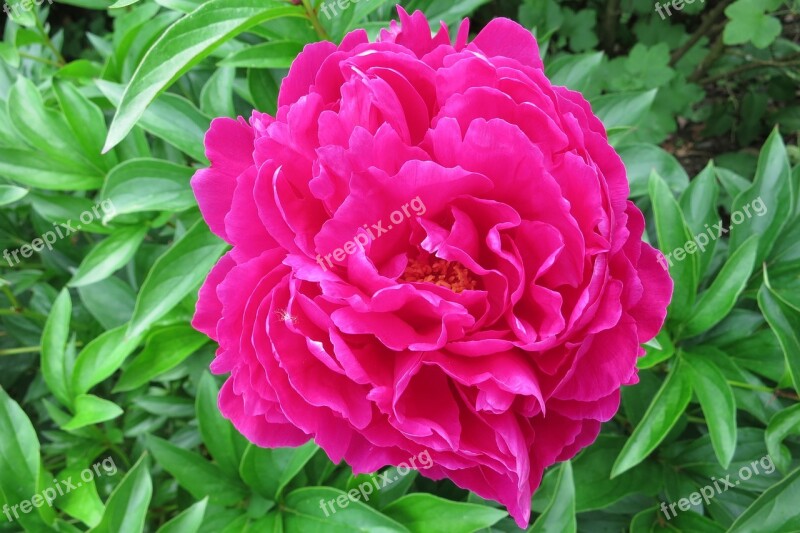 Peony Full Bloom Pink Red Magenta