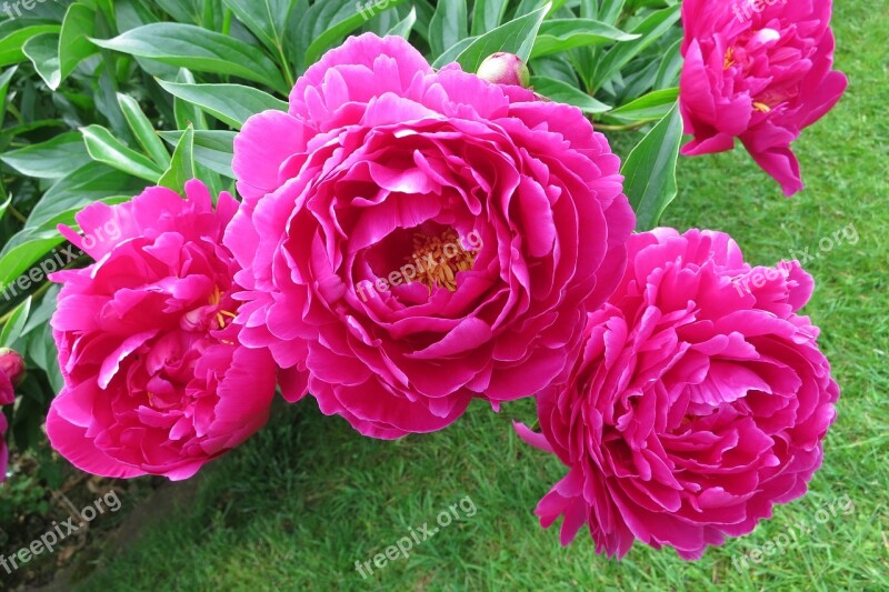 Peony Full Bloom Pink Red Magenta