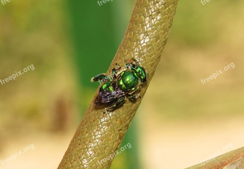 Nature Macro Insect Bee Armenia