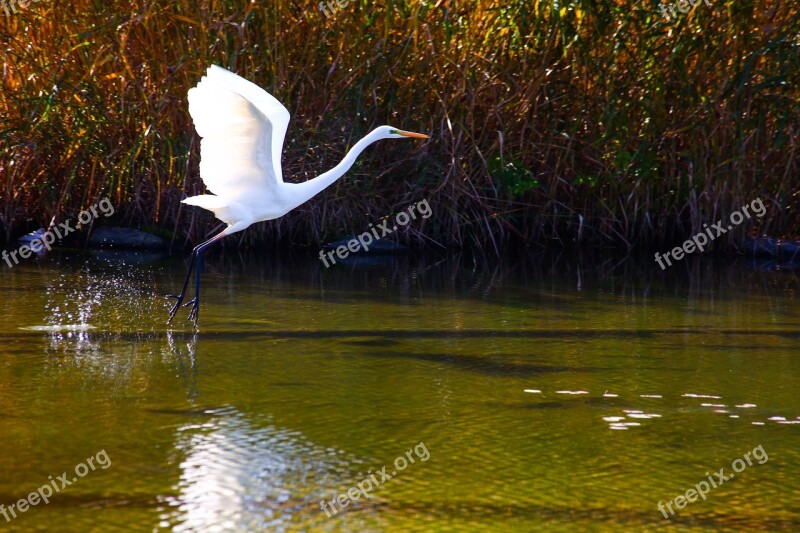 Egret Standing Peace Park Free Photos