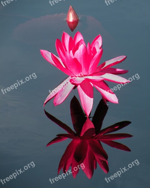 Water Lily Hot Pink Reflected Plant Lily