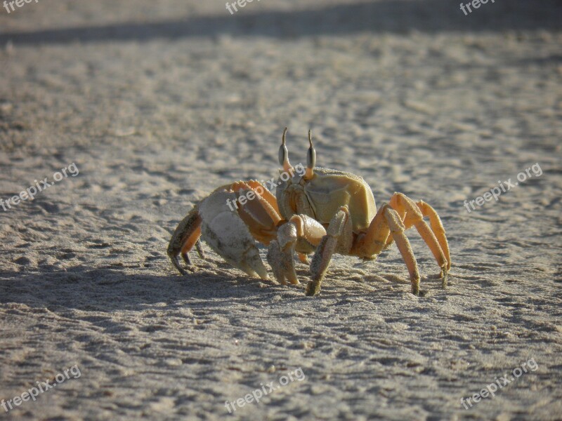 Oman Sandy Beach Crab Free Photos