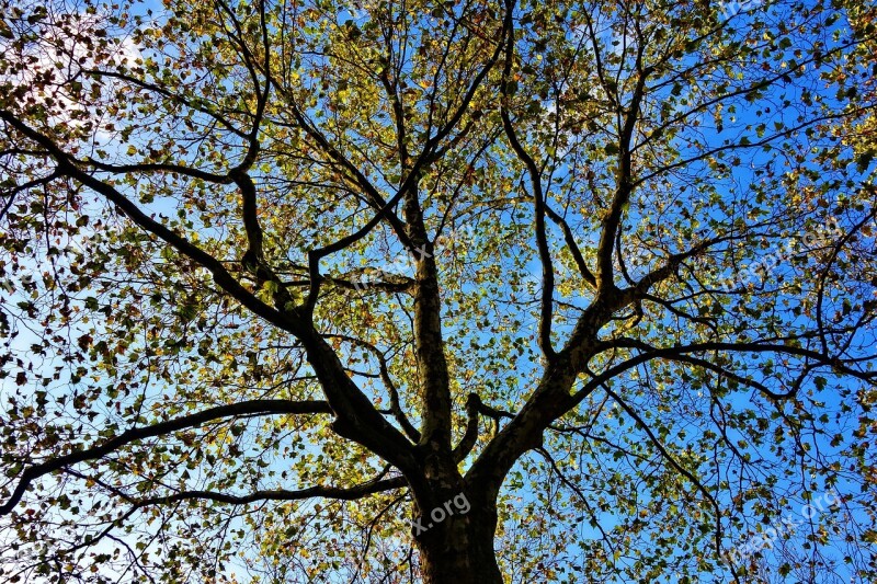 Tree Top Tree Branch Autumn Leaves Foliage