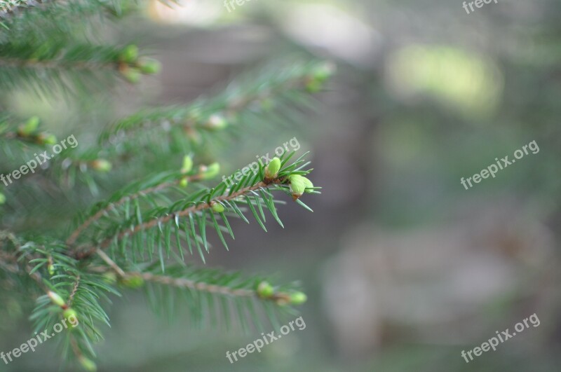 Spruce Spruce Shoots Plant Green Tree