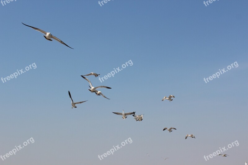 Seabirds The Sea Dalian Free Photos