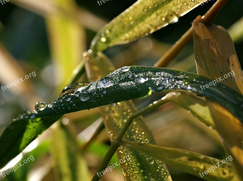 Wet Grass Rosa Water Drops Blades Of Grass