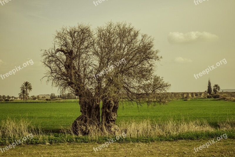 Tree Landscape Nature Fields Winter